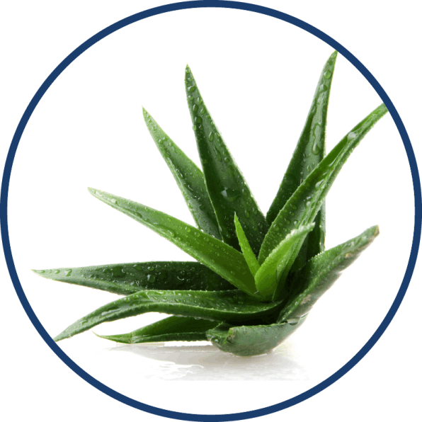 BellyFlush- Cape Aloe Leaf