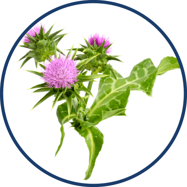 BellyFlush - Milk Thistle